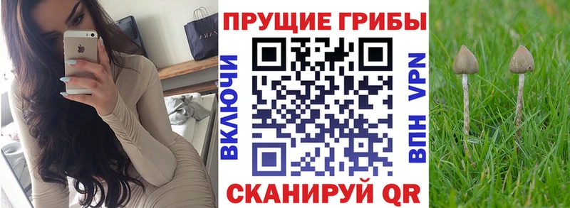 Псилоцибиновые грибы Psilocybe  Купить  Ленинск 
